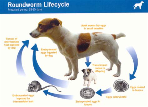 Roundworm Life Cycle In Dogs