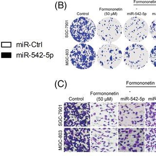 Formononetin Inhibits SGC7901 And MGC803 Cell Migration And Invasion