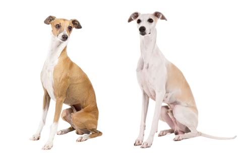 How to Tell the Difference: Italian Greyhound vs. Whippet