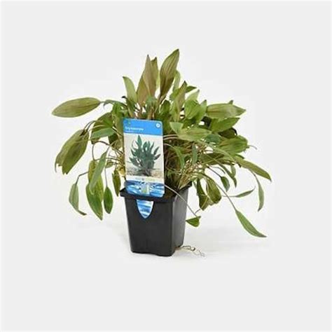 Cryptocoryne Wendtii Groen Waterkelk In 5 Cm Pot Junai Nl