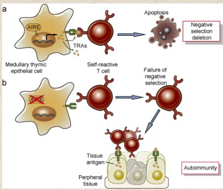 Lecture Week T Cell Development In The Thymus Stages Of Maturation