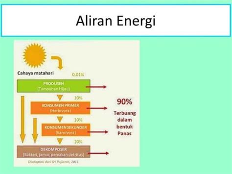 Aliran Energi Dalam Ekosistem Pengertian Dan Penjelasannya