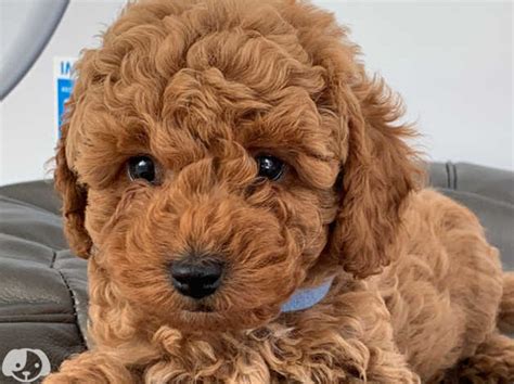 Cavapoo F1bb Deep Fox Red Very Curly Coat Boy Pup For Sale In Canvey