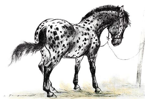 Appaloosa horse by Kurt Tessmann