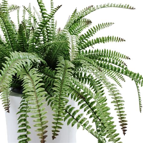 Fern White Pot Stageright Rentals