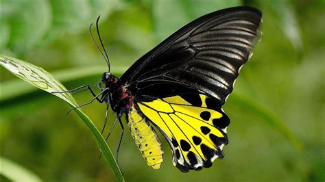 Yellow Black Design Butterfly On Green Grass In Green Background Hd