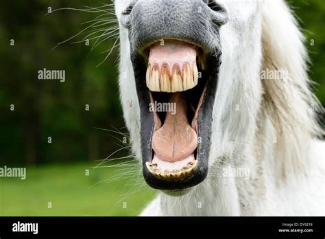 Horse Teeth People