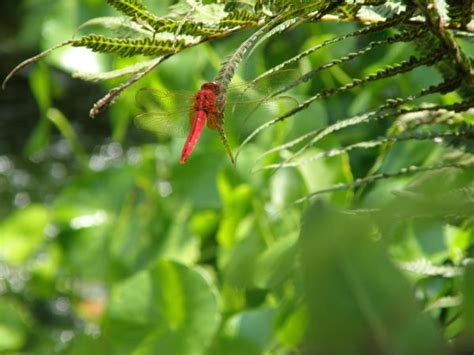 Free Images Tree Nature Branch Bird Plant Leaf Flower Green