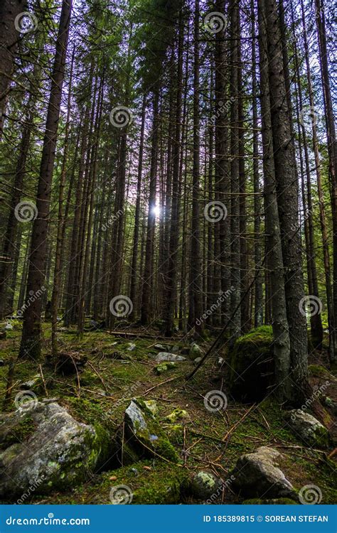 Dark Forest in the Mountains Stock Image - Image of night, woods: 185389815