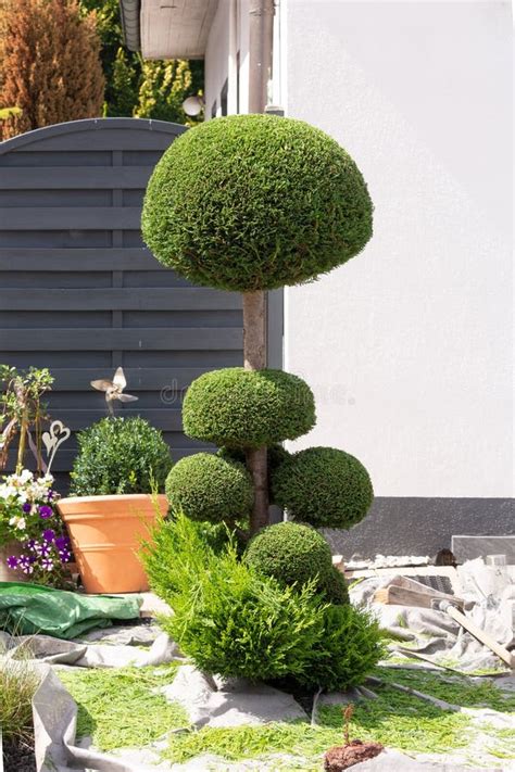 Gardening Garden Maintenance Hedge Trimming Stock Image Image Of