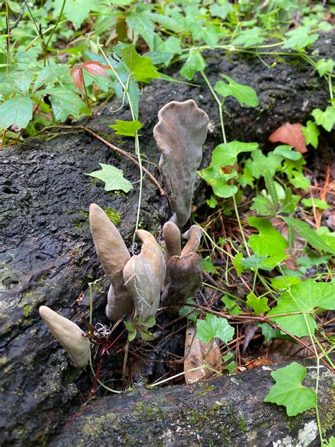 Found on a trail in Florida. Does anyone know what this guy is? : r/mushroom_hunting