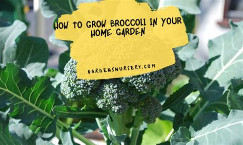 How To Grow Broccoli In Your Home Garden Gardens Nursery