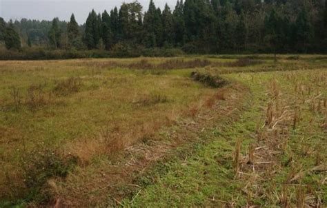 2017年農村糧食補貼發放進程過半，這三種農民不能領取 每日頭條