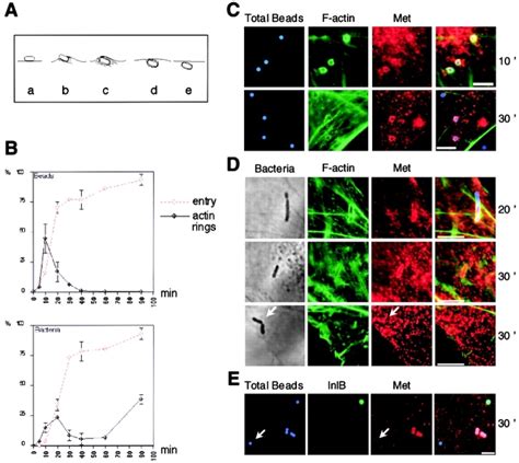 Actin And Met Recruitment During Inlb Mediated Internalization A