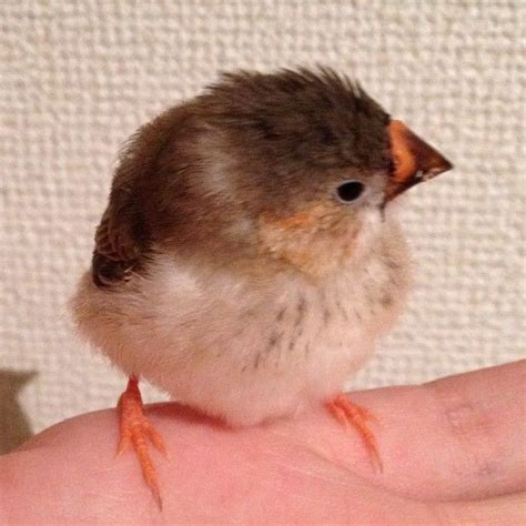 Baby Zebra Finch Instagram Nambon Plus Horses And Dogs Animals And