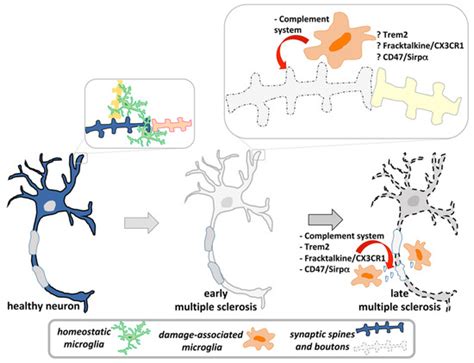 Cells Free Full Text Microglial Pruning Relevance For Synaptic