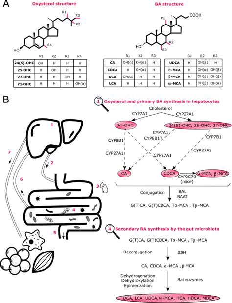 Overview Of Oxysterol And Bile Acid Ba Metabolism A Structure Of