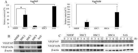 The Rna And Protein Levels Of Vegf And Vegf B In The Nhdfs And The