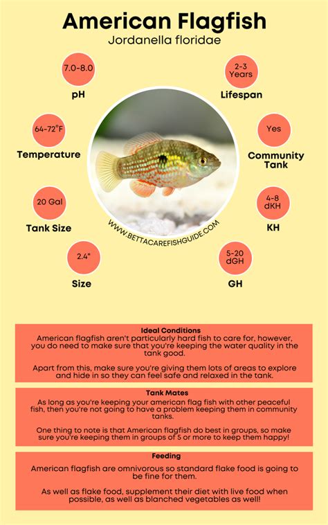 Types Of Killifish How To Care For Them