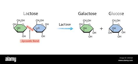 Lactase Enzyme Structure