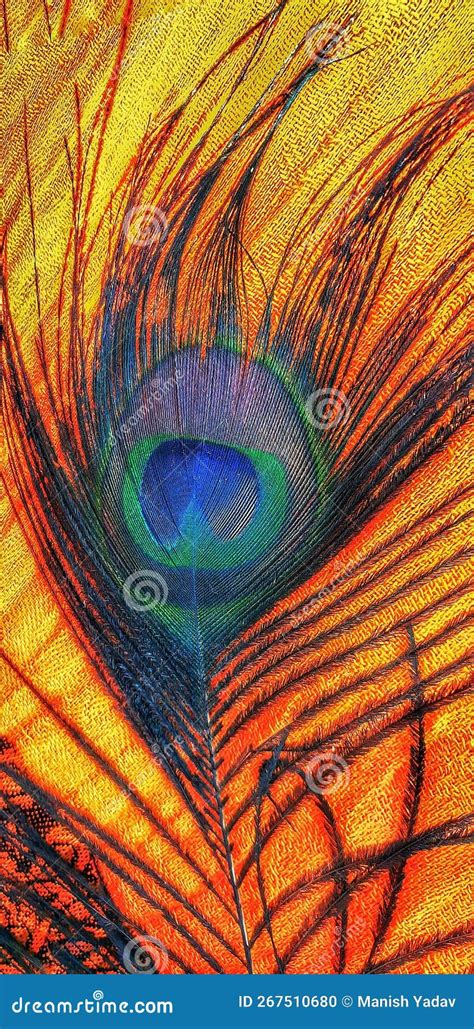 soft feather stock photo image  feather soft blur