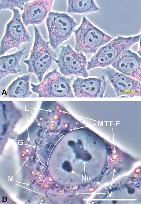 Mtt Assay For Cell Viability Intracellular Localization Of The