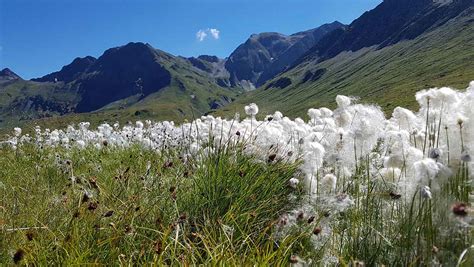 Bergwandern über Greina Hochebene Pink Alpine