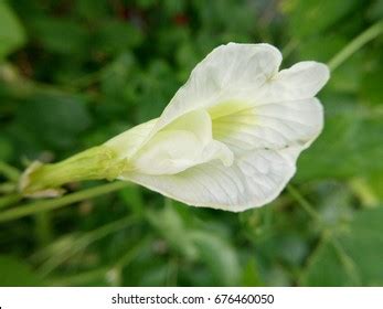 Convolvulus Pluricaulis Stock Photo (Edit Now) 676460050