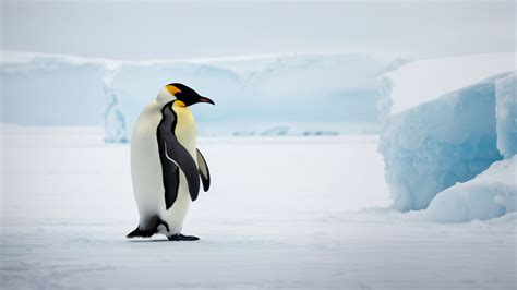 Are Penguins in Antarctica? Discover the Fascinating Lives of Antarctic ...