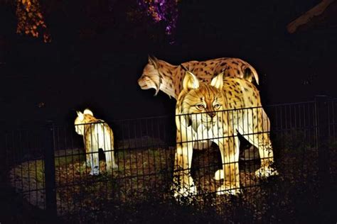 Wild Lights Dublin Zoo - Tickets | Dates | Plan Your Visit HERE>>