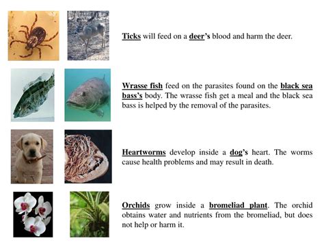 Symbiotic Relationships Worksheet Good Buddies Englishworksheetmyid