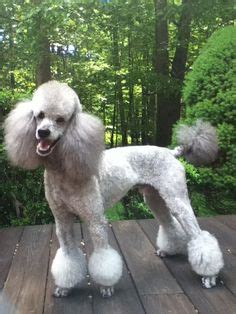 poodle grooming tips