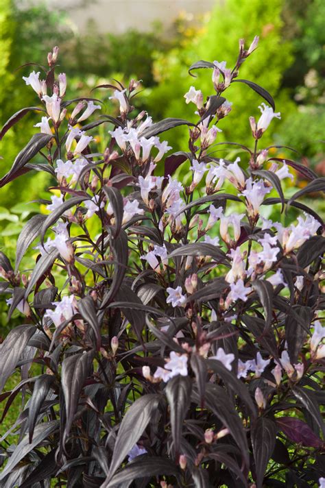 Strobilanthes Anisophyllus Brunetthy Set Of 2 Pot 17cm Height 25