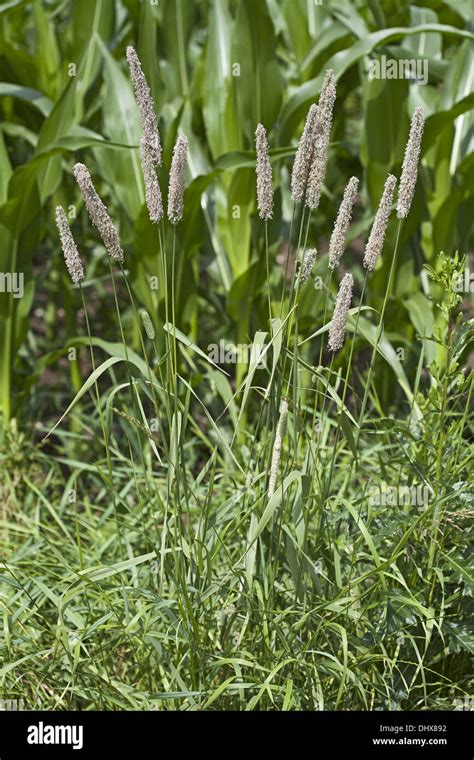 Timothy Grass