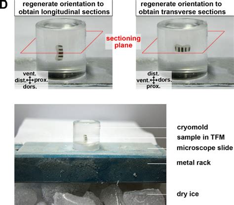 Use Of The Teton System To Study Molecular Mechanisms Of Zebrafish