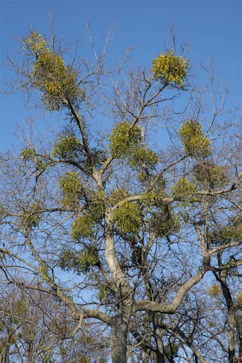 Green Leaves Of Mistletoe Or European Mistletoe Viscum Album Growing