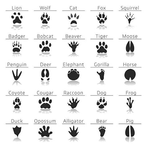 20 Possum Footprints Stock Illustrations Royalty Free Vector Graphics