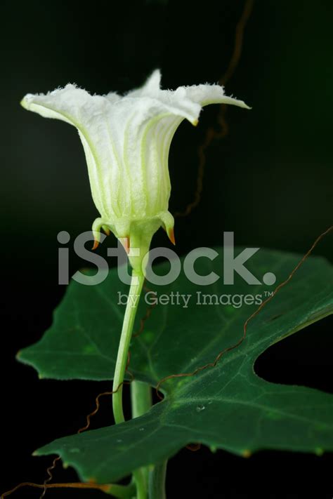 Ivy Gourd Flower Stock Photo | Royalty-Free | FreeImages