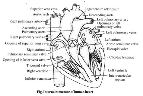 Ncert Solutions For Class 11 Biology Chapter 18 Body Fluids And Circulation