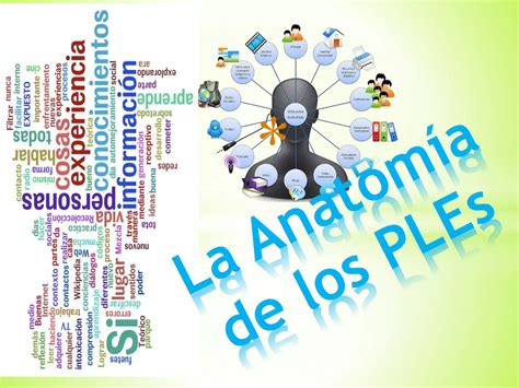 La Anatomia De Los Pl Es Ppt Descarga Gratuita