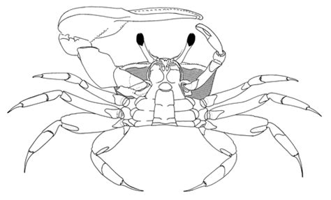 Fiddler Crab Morphology