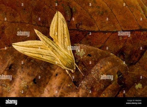 Hawk Moth Pergesa Sp Camouflaged On Leaf Litter Tawau Hills Park