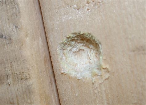 How To Seal Up Carpenter Bee Holes - Picture Of Carpenter