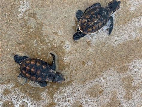 Mais De 70 Filhotes De Tartaruga De Pente Nascem Na Praia Do Arrombado