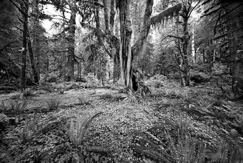 HOH RAIN FOREST 1 © 1998 - Clyde Butcher | Black & White Fine Art ...