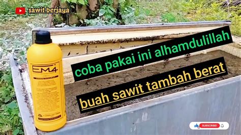 Pupuk Penambah Berat Buah Sawit Fertilizer To Increase The Weight Of