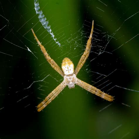 Australian Spiders