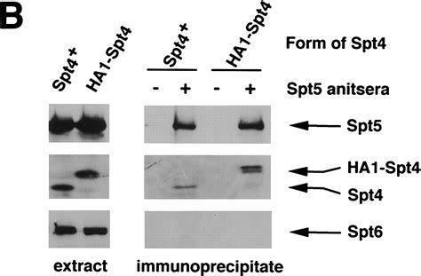 Evidence That Spt Spt And Spt Control Transcription Elongation By