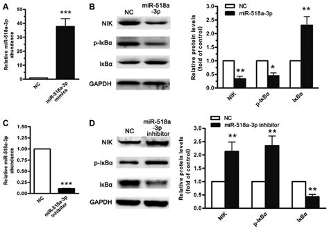 Mir 518a 3p Negatively Regulates The Nuclear Factor Nf κb Pathway By Download Scientific