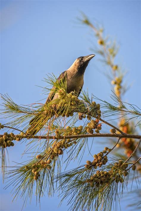 House Crow - Corvus Splendens Stock Photo - Image of nature, indian: 209978292